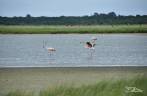 Os elegantes flamingos do Parque Nacional da Lagoa do Peixe, no sul do Rio Grande do Sul, entre a Lagoa dos Patos e o Oceano Atlântico